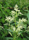 Einzelbild 1 Vielähriger Knöterich - Polygonum polystachyum