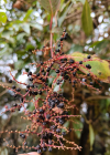 Einzelbild 6 Vielähriger Knöterich - Polygonum polystachyum