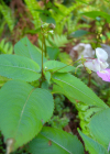 Einzelbild 2 Balfours Springkraut - Impatiens balfourii