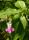 Einzelbild 4 Balfours Springkraut - Impatiens balfourii