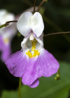 Einzelbild 7 Balfours Springkraut - Impatiens balfourii
