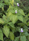 Einzelbild 8 Balfours Springkraut - Impatiens balfourii