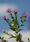 Einzelbild 1 Neubelgische Aster - Aster novi-belgii aggr.
