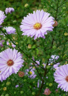 Einzelbild 3 Neubelgische Aster - Aster novi-belgii aggr.