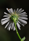 Einzelbild 5 Neubelgische Aster - Aster novi-belgii aggr.