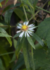 Einzelbild 7 Neubelgische Aster - Aster novi-belgii aggr.