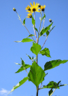 Einzelbild 1 Topinambur - Helianthus tuberosus