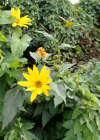 Einzelbild 2 Topinambur - Helianthus tuberosus