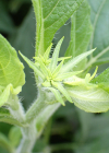 Einzelbild 3 Topinambur - Helianthus tuberosus