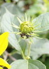 Einzelbild 4 Topinambur - Helianthus tuberosus
