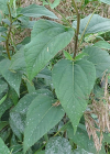 Einzelbild 8 Topinambur - Helianthus tuberosus