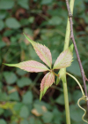 Einzelbild 2 Fünffingerige Jungfernrebe - Parthenocissus quinquefolia