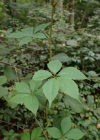 Einzelbild 1 Fünffingerige Jungfernrebe - Parthenocissus quinquefolia