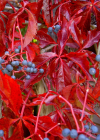Einzelbild 5 Fünffingerige Jungfernrebe - Parthenocissus quinquefolia