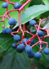 Einzelbild 6 Fünffingerige Jungfernrebe - Parthenocissus quinquefolia
