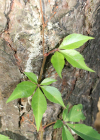 Einzelbild 7 Fünffingerige Jungfernrebe - Parthenocissus quinquefolia