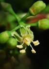 Einzelbild 8 Fünffingerige Jungfernrebe - Parthenocissus quinquefolia
