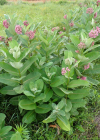 Einzelbild 2 Syrische Seidenpflanze - Asclepias syriaca