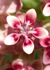 Einzelbild 3 Syrische Seidenpflanze - Asclepias syriaca