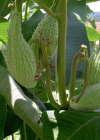 Einzelbild 5 Syrische Seidenpflanze - Asclepias syriaca