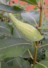 Einzelbild 8 Syrische Seidenpflanze - Asclepias syriaca
