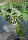 Einzelbild 1 Breitblättriges Pfeilkraut - Sagittaria latifolia