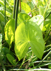 Einzelbild 2 Breitblättriges Pfeilkraut - Sagittaria latifolia