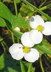 Einzelbild 4 Breitblättriges Pfeilkraut - Sagittaria latifolia