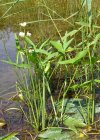 Einzelbild 5 Breitblättriges Pfeilkraut - Sagittaria latifolia