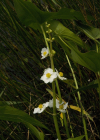 Einzelbild 7 Breitblättriges Pfeilkraut - Sagittaria latifolia