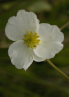 Einzelbild 8 Breitblättriges Pfeilkraut - Sagittaria latifolia