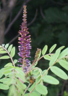 Einzelbild 1 Bastardindigo - Amorpha fruticosa