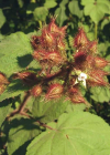 Einzelbild 2 Rotborstige Himbeere - Rubus phoenicolasius