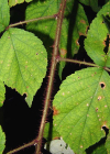 Einzelbild 3 Rotborstige Himbeere - Rubus phoenicolasius