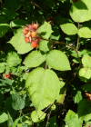 Einzelbild 4 Rotborstige Himbeere - Rubus phoenicolasius