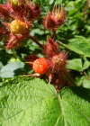 Einzelbild 5 Rotborstige Himbeere - Rubus phoenicolasius