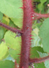 Einzelbild 8 Rotborstige Himbeere - Rubus phoenicolasius