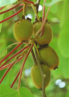 Einzelbild 1 Kiwi - Actinidia chinensis