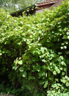 Einzelbild 3 Kiwi - Actinidia chinensis