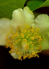 Einzelbild 4 Kiwi - Actinidia chinensis