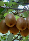 Einzelbild 5 Kiwi - Actinidia chinensis