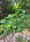 Einzelbild 6 Kiwi - Actinidia chinensis