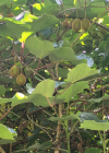 Einzelbild 8 Kiwi - Actinidia chinensis
