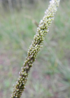 Einzelbild 4 Indisches Fallsamengras - Sporobolus indicus