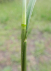 Einzelbild 6 Indisches Fallsamengras - Sporobolus indicus