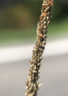 Einzelbild 7 Indisches Fallsamengras - Sporobolus indicus