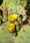 Einzelbild 1 Mattstacheliger Feigenkaktus - Opuntia phaeacantha