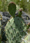 Einzelbild 6 Mattstacheliger Feigenkaktus - Opuntia phaeacantha