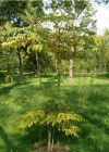 Einzelbild 1 Japanische Aralie - Aralia elata