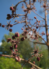Einzelbild 4 Japanische Aralie - Aralia elata